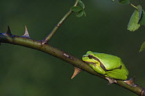 Common Tree Frog {Hyla arborea} adult resting in wild rose bush, National Park Lake Neusiedl,  Austria, April