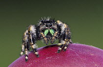 Daring Jumping Spider {Phidippus audax} adult on fruit of Texas Prickly Pear Cactus (Opuntia lindheimeri) Rio Grande Valley, Texas, USA, June