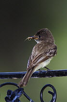 Eastern Phoebe {Sayornis phoebe} adult with insect prey, perched on railing, Texas, USA, April