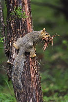 Eastern Fox Squirrel {Sciurus niger} female collecting cedar tree bark in mouth, Texas, USA, June