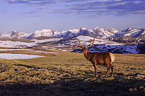 Elk / Wapiti {Cervus elaphus} bull in velvet on alpine tundra, Rocky Mountain National Park, Colorado, USA, June 2007