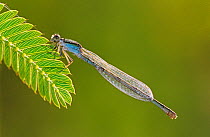 RF- Familiar Bluet (Enallagma civile) female. Rio Grande Valley, Texas, USA. May. (This image may be licensed either as rights managed or royalty free.)