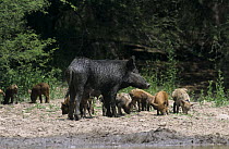 Wild boar {Sus scrofa} female with piglets, Austria