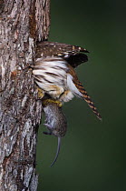 Ferruginous PygmyOwl {Glaucidium brasilianum} adult taking mouse prey into nest hole, Rio Grande Valley, Texas, USA, May