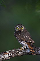 Ferruginous Pygmy Owl {Glaucidium brasilianum} adult, Rio Grande Valley, Texas, USA, May