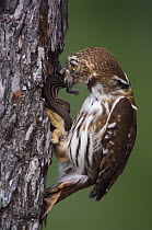 Ferruginous Pygmy Owl {Glaucidium brasilianum} adult taking lizard prey into nest hole, Rio Grande Valley, Texas, USA, May