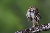 Ferruginous Pygmy Owl {Glaucidium brasilianum} adult with mouse prey, Rio Grande Valley, Texas, USA, May