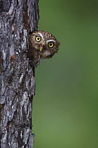 Ferruginous Pygmy Owl {Glaucidium brasilianum} adult peering out of nest hole, Rio Grande Valley, Texas, USA, May