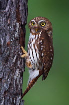 RF- Ferruginous Pygmy Owl (Glaucidium brasilianum) adult at nest hole. Rio Grande Valley, Texas, USA. May (This image may be licensed either as rights managed or royalty free.)