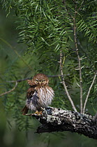 Ferruginous Pygmy Owl {Glaucidium brasilianum} adult preening, Rio Grande Valley, Texas, USA, May