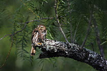 Ferruginous Pygmy-Owl {Glaucidium brasilianum} adult with lizard prey, Rio Grande Valley, Texas, USA, May