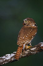 Ferruginous Pygmy-Owl {Glaucidium brasilianum} adult, Rio Grande Valley, Texas, USA, May