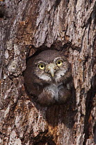 Ferruginous Pygmy-Owl {Glaucidium brasilianum} young looking out of nest hole, Rio Grande Valley, Texas, USA, May