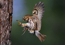 Ferruginous Pygmy-Owl {Glaucidium brasilianum} adult flying bringing mouse prey to nest hole, Rio Grande Valley, Texas, USA, May