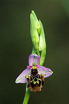 Gadfly Orchid {Ophrys oestrifera} flower, Samos, Greek Island, Greece, April