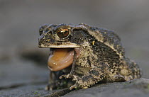 Gulf Coast Toad {Bufo valliceps} adult eating shed skin, Texas, USA, May