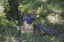 Gray Fox {Urocyon cinereoargenteus} adult resting in the shade, Hill Country, Texas, USA, June