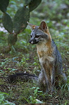Gray Fox {Urocyon cinereoargenteus} adult, Hill Country, Texas, USA, June