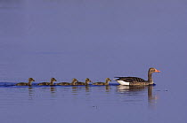 Greylag Goose {Anser anser} adult with goslings swimming following in line, National Park Lake Neusiedl, Austria, April