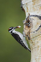 Hairy Woodpecker {Picoides villosus} male brings insect prey to young at nest hole in Aspen tree, Rocky Mountain National Park, Colorado, USA, June