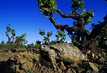 Herman's Tortoise {Testudo hermanni} adult in Vineyard, Samos, Greek Island, Greece, April
