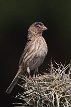 House Finch {Carpodacus mexicanus} female suffering from House Finch Disease (mycoplasmal conjunctivitis), Hill Country, Texas, USA, April 2007