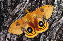 Io Moth {Automeris io} male on Mesquite Tree Bark in defensive pose, Rio Grande Valley, Texas, USA, April