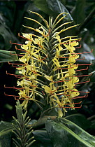 Kahili Ginger {Hedychium gardnerianum} flower spike, Alakai Swamp, Kauai, Hawaii, USA, August