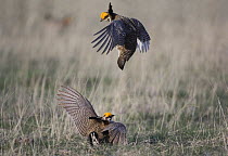 Lesser Prairie-Chicken {Tympanuchus pallidicinctus} males fighting, Panhandle, Texas, USA, February
