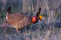Lesser Prairie-Chicken {Tympanuchus pallidicinctus} male displaying with vocal sac inflated, Panhandle, Texas, USA, February 2006