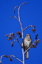 Lincoln's Sparrow {Melospiza / Zonotrichia lincolnii} male perched in Alder tree, Rocky Mountain National Park, Colorado, USA, June