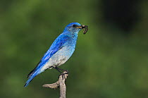Mountain Bluebird {Sialia currucoides} adult male with prey, Rocky Mountain National Park, Colorado, USA, June