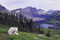 Mountain Goat {Oreamnos americanus} adult with summer coat, Hidden Lake, Glacier National Park, Montana, USA, July 2007
