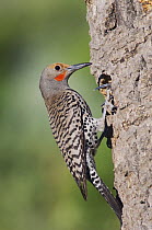 Northern Flicker {Colaptes auratus} Red-shafted form, male at nest hole with young, Rocky Mountain National Park, Colorado, USA, June