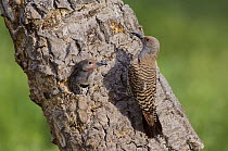 Northern Flicker {Colaptes auratus} Red-shafted form, female feeding young at nest hole, Rocky Mountain National Park, Colorado, USA, June