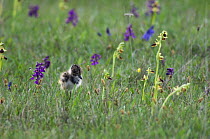 Northern Lapwing {Vanellus vanellus} newly hatched chick amongst wildflowers, National Park Lake Neusiedl, Austria, April