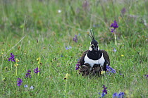 Northern Lapwing {Vanellus vanellus} adult sheltering chicks amongst wildflowers, National Park Lake Neusiedl, Austria, April