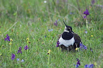 Northern Lapwing {Vanellus vanellus} adult sheltering chicks amongst wildflowers, National Park Lake Neusiedl, Austria, April
