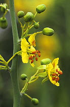 Paloverde {Parkinsonia texana} flowers, Rio Grande Valley, Texas, USA, March