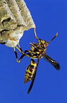 Paper Wasp {Polistes sp} adult on nest, Texas, USA, May