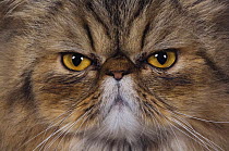 Persian cat {Felis catus} brown tabby face portrait, Texas, USA, July