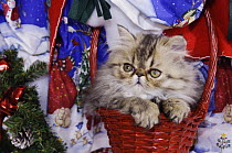 Persian Cat {Felis catus} Brown Tabby kitten in basket, Texas, USA