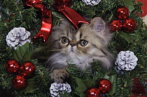 Persian Cat {Felis catus} Brown Tabby kitten amongst christmas decorations, Texas, USA