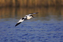 Pied Avocet {Recurvirostra avosetta} adult in flight, National Park Lake Neusiedl, Austria, April