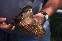Wildlife biologist banding and conducting research on Ferruginous Pygmy Owl {Glaucidium brasilianum} Willacy County, Rio Grande, Texas, USA 2007