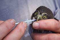 Wildlife biologist banding, feeding and conducting research on Ferruginous Pygmy Owl {Glaucidium brasilianum} Willacy County, Rio Grande, Texas, USA, 2007