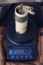 Wildlife biologist banding, weighing and conducting research on Ferruginous Pygmy Owl {Glaucidium brasilianum} Willacy County, Rio Grande, Texas, USA 2007