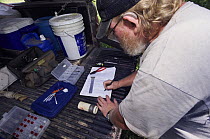 Wildlife biologist recording research results on Pygmy Owl, Willacy County, Rio Grande Valley, Texas, USA, May 2007