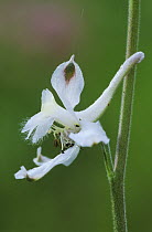 Prairie Larkspur {Delphinium virescens} flower, Texas, USA, April