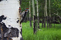 Red-naped Sapsucker {Sphyrapicus nuchalis} male and female at nest hole in Aspen tree, Rocky Mountain National Park, Colorado, USA, June